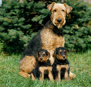 Хочу собаку. Все за и против - Эрдельтерьер-2.jpg