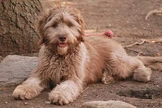 Хочу собаку. Все за и против - i.jpg