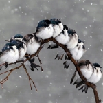 Аватарки. Наши интернет-лица-2 - 1814ac4fd1e8.jpg