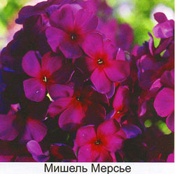 Флоксы многолетние. Радость жизни = Посадка и уход. - image.jpg