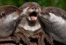 Здравствуйте,давайте знакомиться-2 - imagesNPWTV9US.jpg