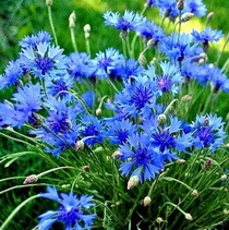 Аватарки. Наши интернет-лица-2 - ава3.jpg