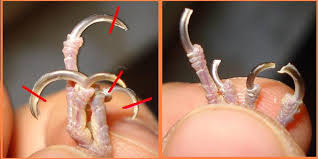 Попугайчики и все о них... - images (2).jpg