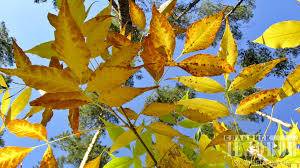 Доброго утра Хорошего дня Спокойной ночи  - image.jpg