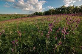 Поэзия - image.jpg