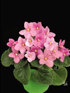 Доброго утра Хорошего дня Спокойной ночи  - image.jpg