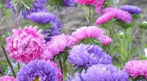 Доброго утра Хорошего дня Спокойной ночи - images.jpg