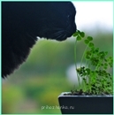 Аватарки. Наши интернет-лица - 264866 - копия.jpg