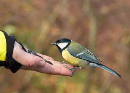 Доброго утра Хорошего дня Спокойной ночи  - images (1).jpg