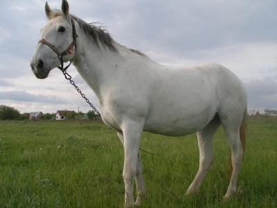 Звёздочка - P1010002.JPG