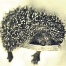 Аватарки. Наши интернет-лица - 58205924_33514996_zhivotnie_021 - копия.jpg