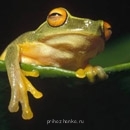 Аватарки. Наши интернет-лица - 331128351 - копия.jpg