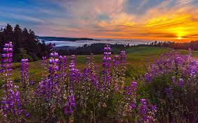 Доброго утра Хорошего дня Спокойной ночи  - Без названия (1).jpg