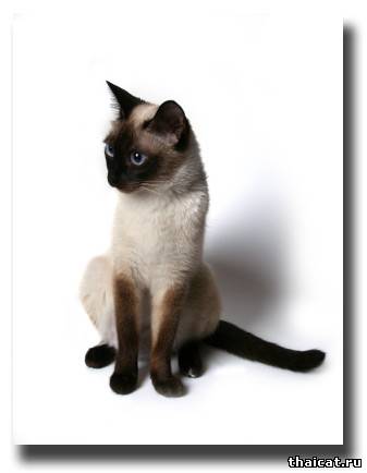 Кого из животных вы содержите? Фото приветствуется. - вот такого хочу.jpg