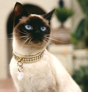 Почему Вы решили завести то или иное животное? - siamese_cat_necklace.jpg