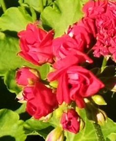 А какие Вы любите цветы? - IMG_20250803_092112_105~3.jpg