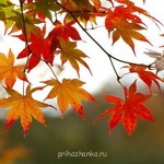 Аватарки. Наши интернет-лица - 597541958.jpg