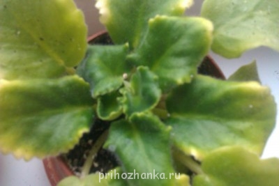 Мои комнатные растения. - IMAG0228.jpg