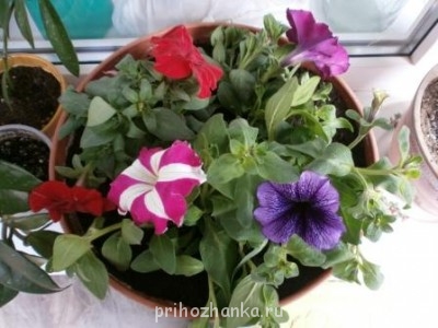 Мои комнатные растения. - петунии.JPG