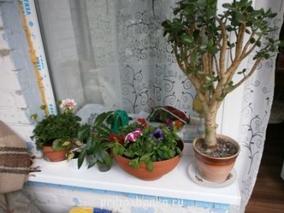 Мои комнатные растения. - подоконник.JPG