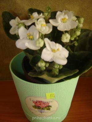 Мои комнатные растения. - DSC05004.JPG