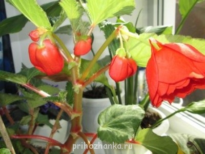 Мои комнатные растения. - IMG_0257.JPG