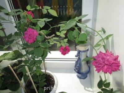 Мои комнатные растения. - IMG_0258.JPG