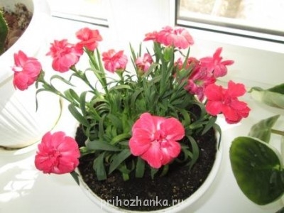 Мои комнатные растения. - IMG_0260.JPG