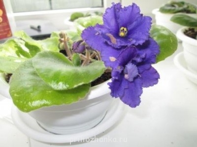 Мои комнатные растения. - IMG_0261.JPG