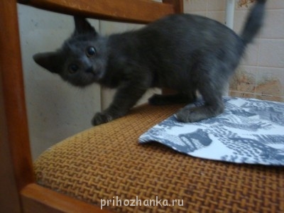 Кого из животных вы содержите? Фото приветствуется. - сократ мелкий.jpg