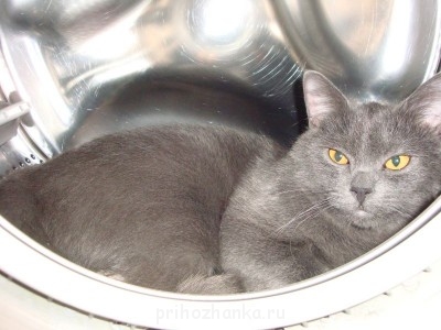 Кого из животных вы содержите? Фото приветствуется. - сократ.JPG