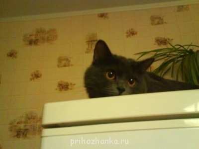 Кого из животных вы содержите? Фото приветствуется. - DSC00017.JPG