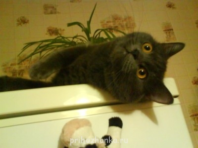 Кого из животных вы содержите? Фото приветствуется. - DSC00019.JPG