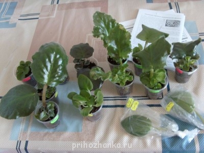 Мои комнатные растения. - Ф.JPG