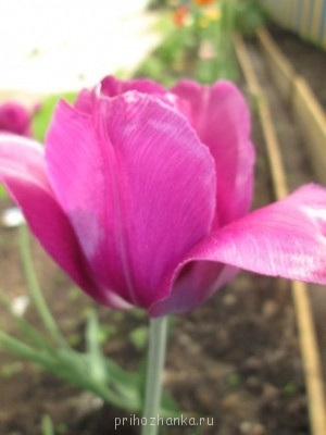 Декоративные садовые растения. - IMG_0262.JPG