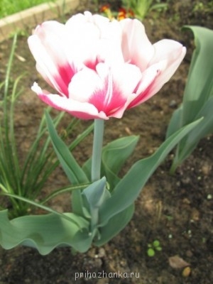 Декоративные садовые растения. - IMG_0264.JPG