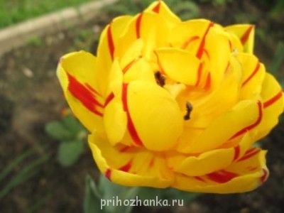 Декоративные садовые растения. - IMG_0265.JPG