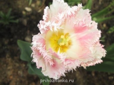 Декоративные садовые растения. - IMG_0267.JPG