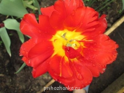 Декоративные садовые растения. - IMG_0269.JPG