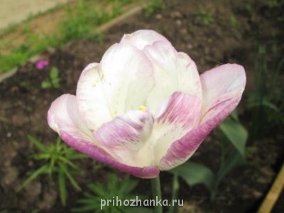 Декоративные садовые растения. - IMG_0270.JPG