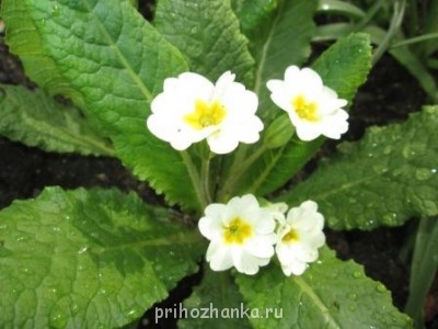 Декоративные садовые растения. - IMG_0273.JPG