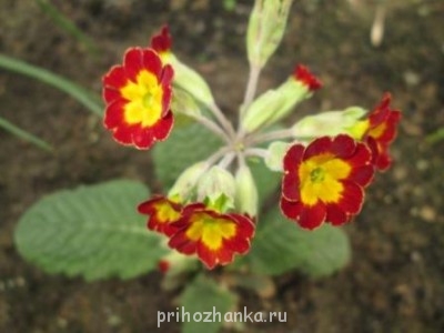 Декоративные садовые растения. - IMG_0266.JPG