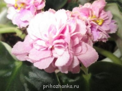 Мои комнатные растения. - IMG_0275.JPG