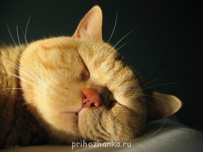А у вас сейчас какое настроение? - 39_catsleep_85245.jpg