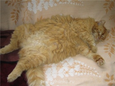 А у вас сейчас какое настроение? - 0b14df4a64d62c099596f2371817301d.jpg