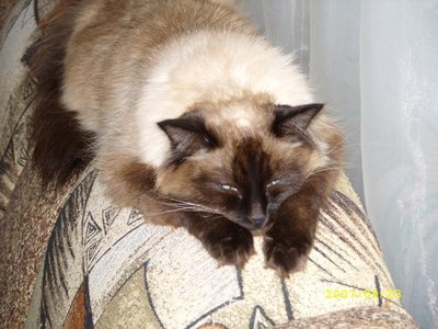 Кого из животных вы содержите? Фото приветствуется. - SS850704.JPG