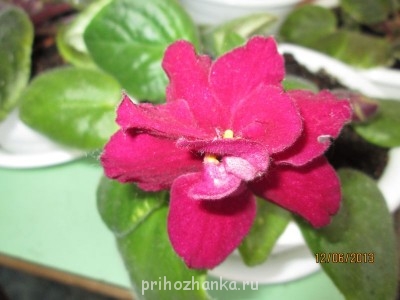 Мои комнатные растения. - IMG_0353[1].JPG