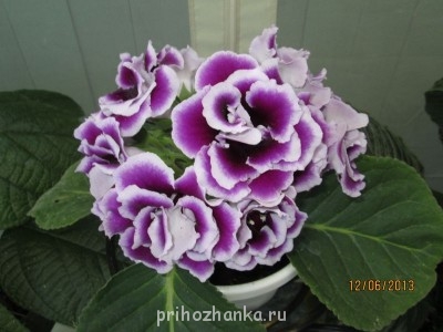 Мои комнатные растения. - IMG_0350[1].JPG