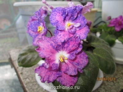 Мои комнатные растения. - IMG_0349[1].JPG