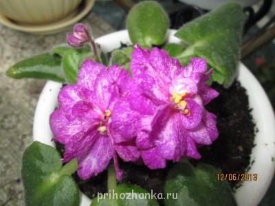 Мои комнатные растения. - IMG_0348[1].JPG